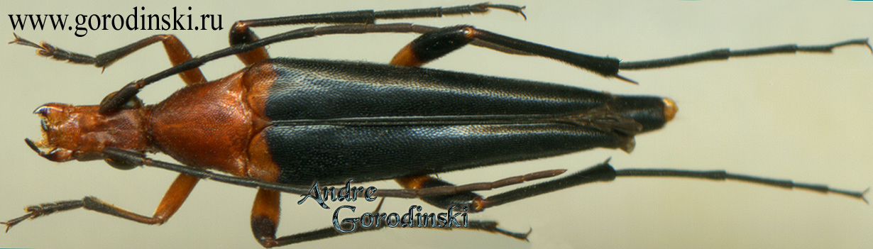 http://www.gorodinski.ru/cerambyx/Strangalia fortunei.jpg